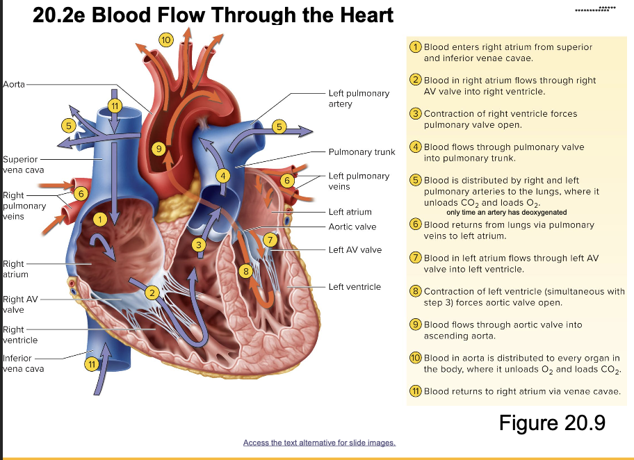 <p>** know blood flow through the heart </p>