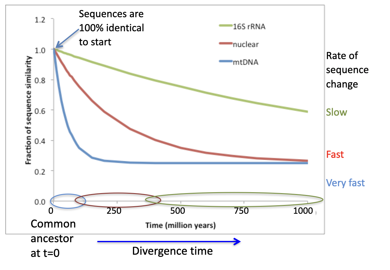 <ul><li><p>When comparing two completely random or extremely divergent sequences, the baseline similarity naturally plateaus at roughly 20% to 25% due to mathematical probability and the chemical constraints of proteins.</p></li><li><p>Proteins are built from 20 Standard amino acids. If you were to randomly pull amino acids out of a bag and align two random sequences, you might expect a 1-in-20 chance (\(5\%\)) of an exact match at any given position if all amino acids were used equally.</p></li></ul><p></p>