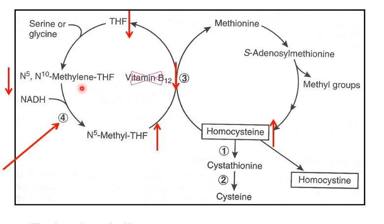<ul><li><p>aby zresyntetyzować metioninę z homocysteiny potrzebna jest pochodna witaminy B9 - N5 metylo tetrahydrofolian oraz sama witamina B12</p></li><li><p>enzym do tej reakcji to metylotransferaza homocysteinowa</p></li><li><p>jest to ważne, bo nadprodukcja homocysteiny będzie powodować zapalenie żył głębokich</p></li><li><p>czyli tak - niedobór witaminy B12 powoduje zahamowanie syntezy metioniny z homocysteiny ORAZ niedobór THF, bo nie odtwarza się on także w tej reakcji</p></li><li><p>spadek THF oznacza także brak N5, N10 metylenotetrahydrofolianu (a jest on niezbędny do syntezy puryn i pirymidyn!! - zaburzenie syntezy DNA; NIEDOKRWISTOŚĆ MEGALOBLASTYCZNA)</p></li><li><p>reakcja przekształcania N5, N10 metylenoTHF do N5 metylo THF jest nieodwracalna (bo SAM, który jest inhibitorem - jego ilość spada, więc nie hamuje reakcji przekształcania), toteż następuje właśnie PUŁAPKA FOLIANOWA, czyli zgromadzenie N5 metylo THF, który dalej nie ma jak się przekształcać bo nie mamy B12</p></li><li><p>metylo THF - jest go dużo ale nic z nim nie możemy zrobić</p></li></ul><p></p>