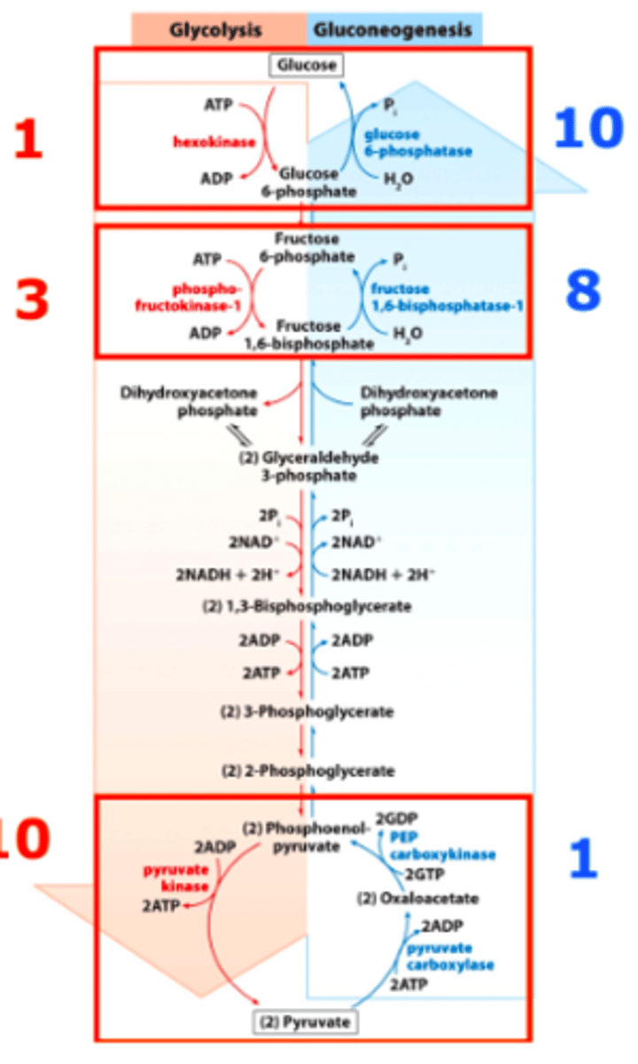 <p>Fructose 1,6-bisphosphatase (FBPase-1).</p><p>Converts F 1,6-BisP to F 6-P.</p><p>-Is a phosphatase reaction (exergonic).</p>