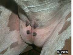 <p>What is special about the camelid udders?</p>