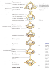 <p>7</p><p>CV 1 - ATLAS</p><p>CV 2 - AXIS</p><p>CV 3 - CV 6</p><p>CV 7 - VERTEBRAL PROMINENS</p>