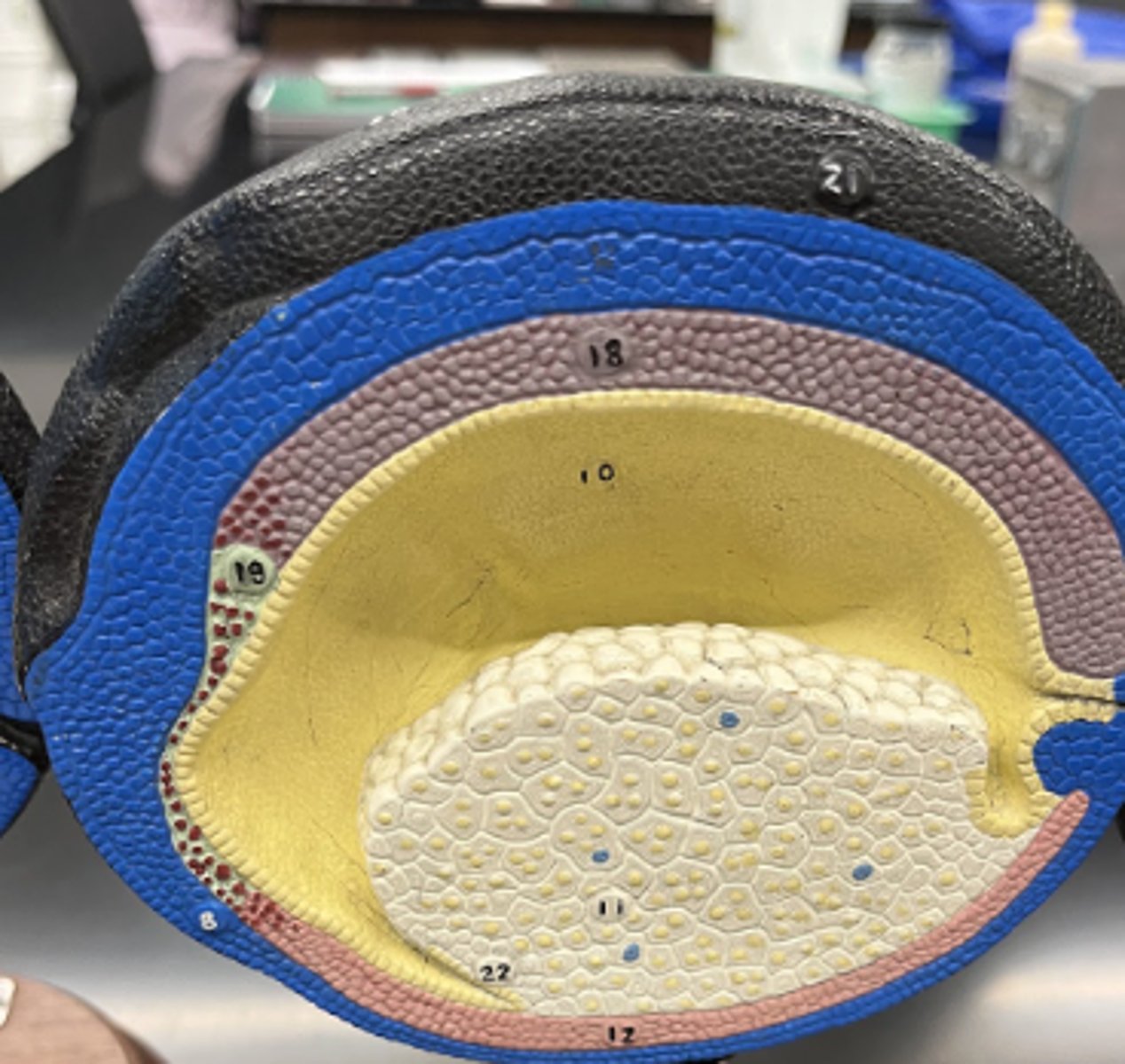 <p>• two neural crests are almost completely fused together forming a hollow tube lined with ectoderm</p>