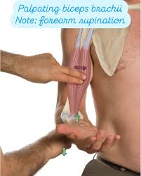 <p><strong>Location</strong>: Bicipital groove.</p><p></p><p>Confirm: Supination against resistance tightens the tendon.</p>