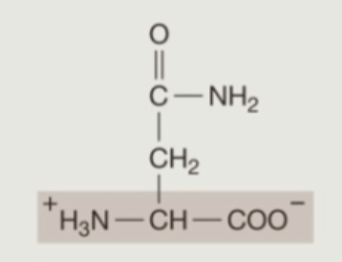 <p><strong>Hydrophilic</strong> (<strong>Polar</strong>) Amino Acids: <strong>Neutral</strong></p>