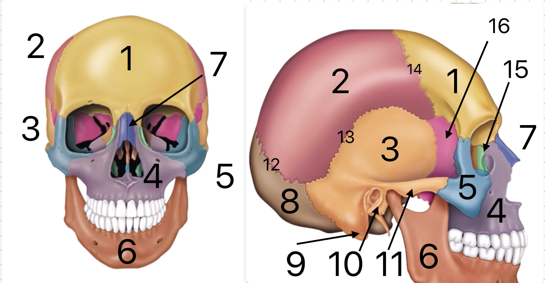 <p>11?</p>