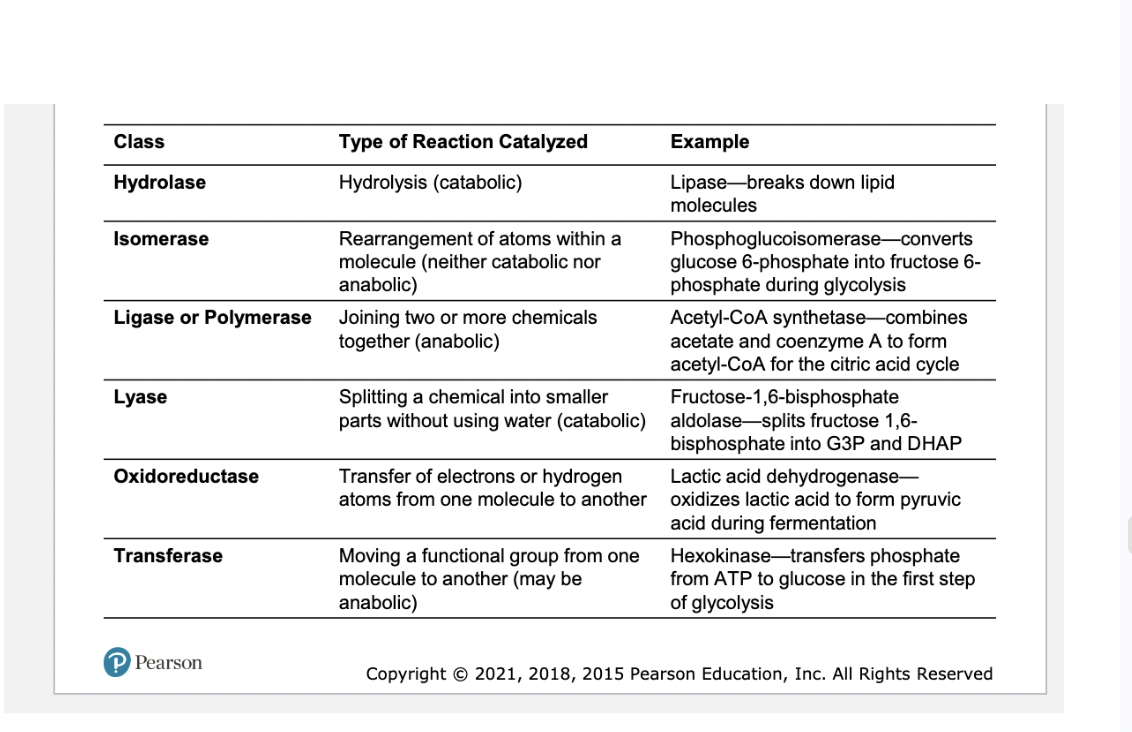 <p>DNA Replication</p><p>– Replication of eukaryotic DNA</p><p><span data-name="black_small_square" data-type="emoji">▪</span> Similar to bacterial replication</p><p><span data-name="black_small_square" data-type="emoji">▪</span> Some differences:</p><p>– Uses four DNA polymerases</p><p>– Thousands of replication origins</p><p>– Shorter Okazaki fragments</p><p>– Plant and animal cells methylate only cytosine</p><p>bases</p><ul><li><p><span style="background-color: transparent;">!!!what are the enzymes needed for DNA replication and what do they do?</span></p><ul><li><p><span style="background-color: transparent;">Helicase: </span>Binds to the DNA origin and breaks the hydrogen bonds between complementary bases. This unwinds the double helix and creates a Y-shaped structure known as the replication fork.</p></li><li><p><span style="background-color: transparent;">DNA gyrase or topoisomerase: </span>Travels just ahead of the replication fork to relieve the physical strain and supercoiling (over-winding) that builds up in the rest of the DNA strand as it is unwound</p></li><li><p><span style="background-color: transparent;">RNA primer: </span>Synthesizes a short RNA primer. Because the main builder (DNA polymerase) cannot start a completely new strand from scratch, it requires this primer to provide a starting 3' hydroxyl group</p></li><li><p><span style="background-color: transparent;">DNA pol 1: </span>The primary enzyme responsible for synthesizing the new DNA strand. It adds complementary free-floating nucleotides in a \(5^{\prime }\) to \(3^{\prime }\) direction. Involved in proofreading and building the leading and lagging strand</p></li><li><p><span style="background-color: transparent;">Ligase: links Okazaki fragments, ligase seals these sugar-phosphate backbones to form a continous seamless strand of DNA </span></p></li></ul></li></ul><p></p>