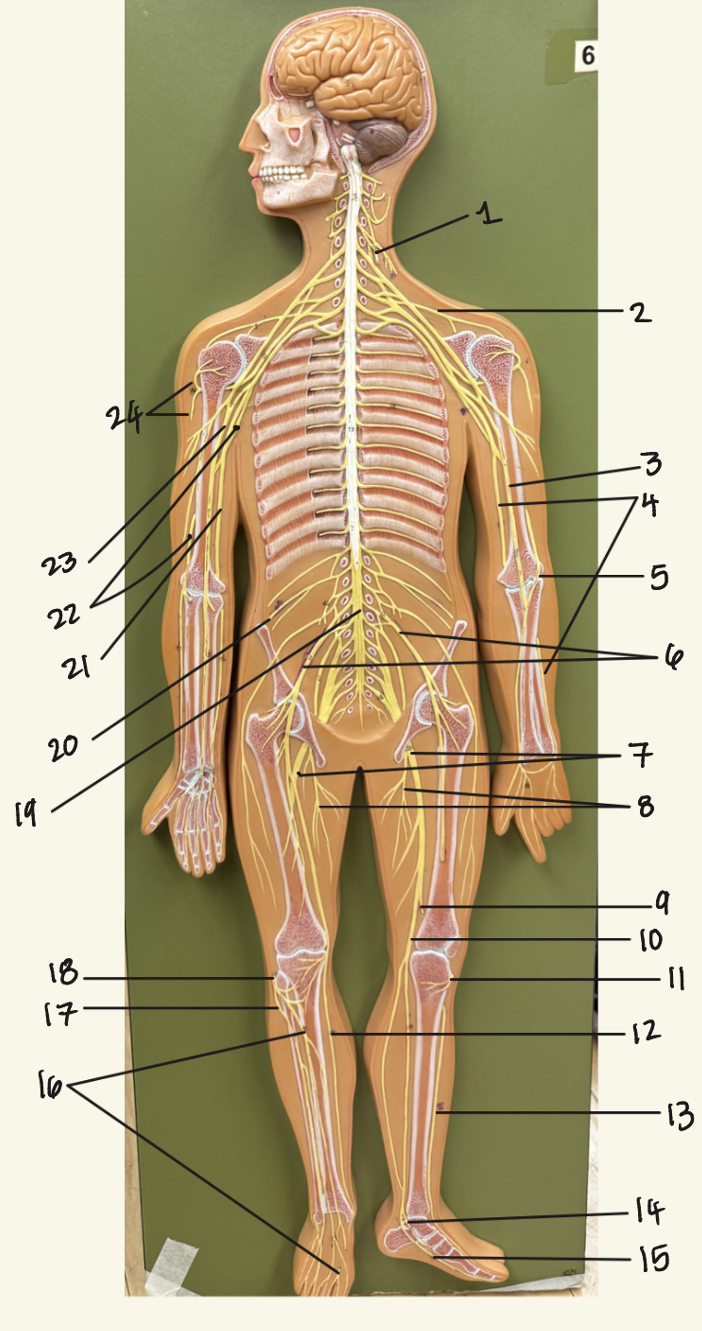 <p>20? </p>