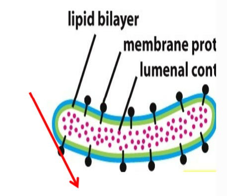<p>water soluble (non membranous) proteins</p>