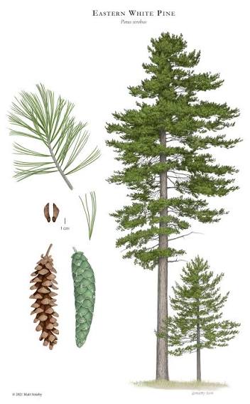 <p>White Pine <strong>(pinus strobus)</strong></p>