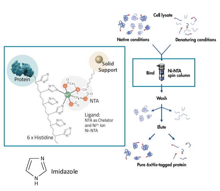 <ul><li><p>Nickle (Ni2+) can coordinate binding of histidine side chains to NTA (nitrilotriacetic acid), but only when the His side chains are close to one another</p></li><li><p>A his-tag (6-10 His residues) can be added to proteins to help with purification</p><ul><li><p>Strong positive charge helps in binding</p></li></ul></li><li><p>The tagged-protein binds to the column, other proteins will not</p></li><li><p>Free imidazole can be used to elute the POI</p><ul><li><p>Competing interactions to results in eludating the POI</p></li></ul></li></ul><p></p>