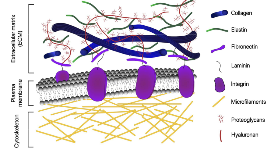 <p>several types of macromolecules (proteins and polysaccharides) </p><p>locally secreted and assembled into organized meshwork</p><p>close association with surface of cell that produced them </p><p></p><p>smaller molecules are bound</p>