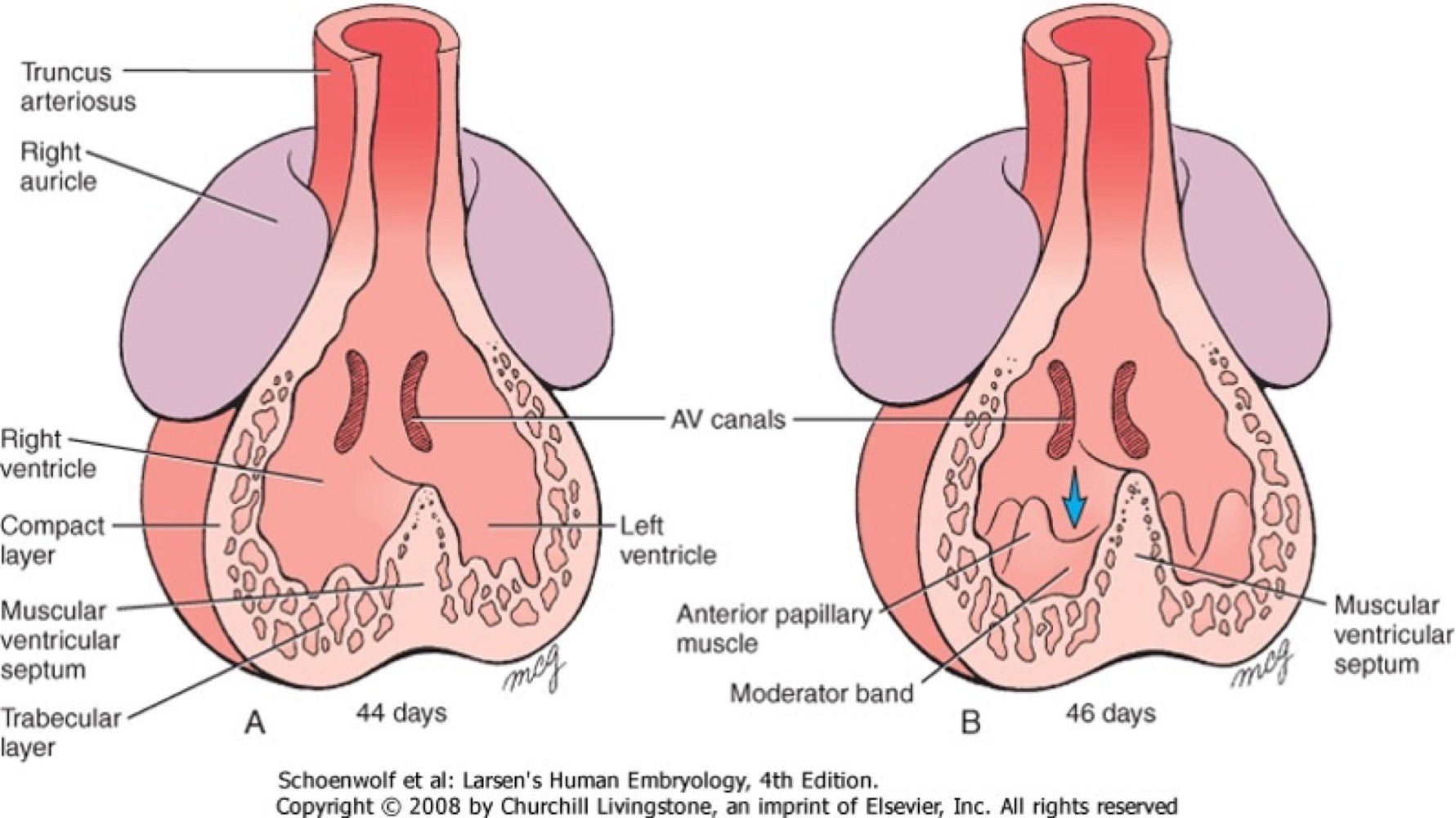 <ul><li><p>Growth of ridge from apex towards endocardial cushion → intraventricular septum </p></li><li><p>By week 7, the ventricles close </p></li></ul><p></p>
