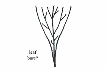 <p>A leaf base that tapers in an S-shape gradually to a very narrow point near the petiole.</p>