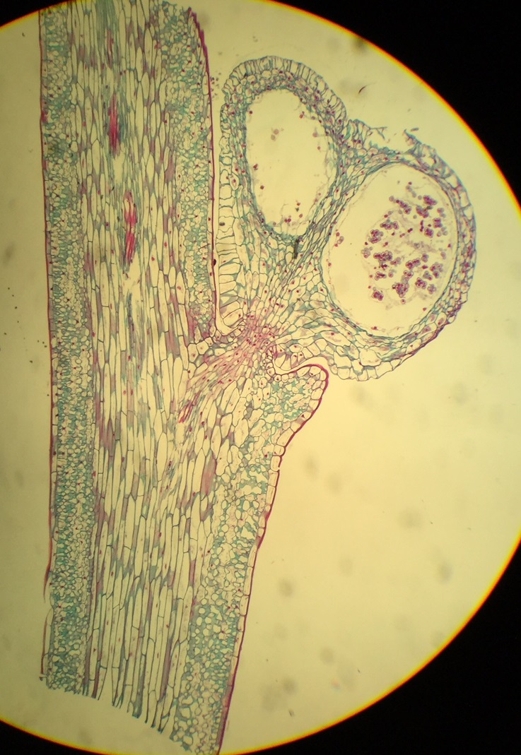 <p>What plant taxa is this from?</p>