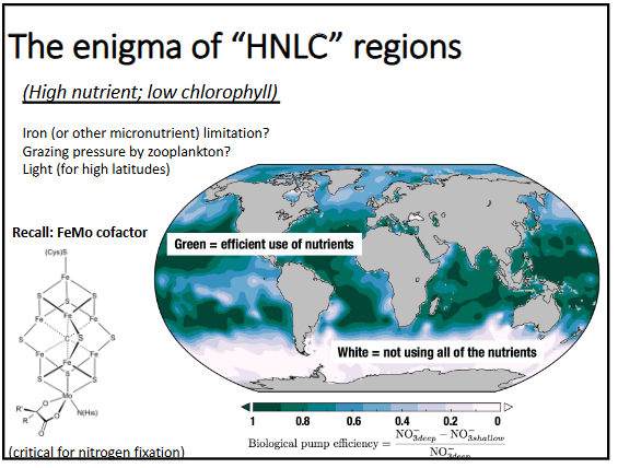 <p>iron is limiting in these areas which limits nitrate production as the FeMo cofactor is crucial in nitrogen fixation processes</p>