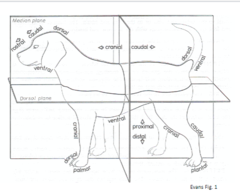 <p>Review</p>