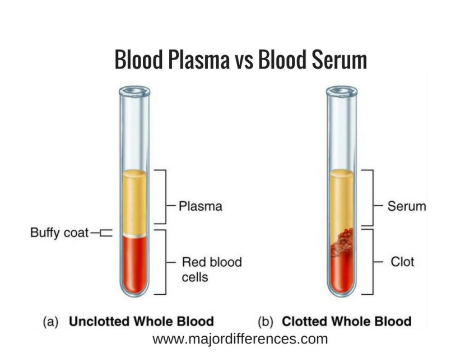 <p>Blood sample treated with anticoagulants to prevent clotting (then centrifuged).</p>
