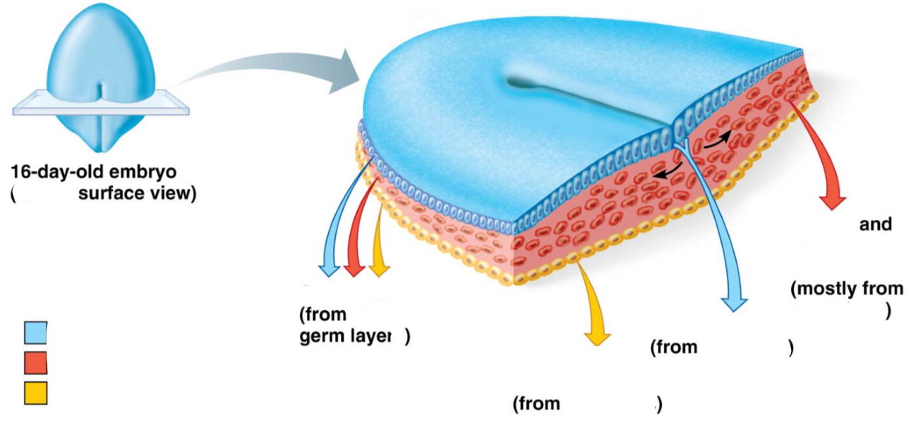 <p>Label the following diagram of an embryo in relation to the integumentary system</p>