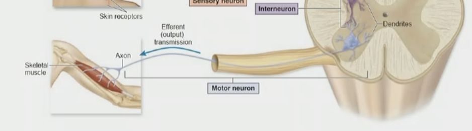 <p>motor neurons</p>