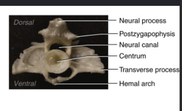 <p>The hemal arch which terminates in a hemal spine</p>