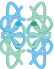<p>Two or more 3-D polypeptide chains </p>