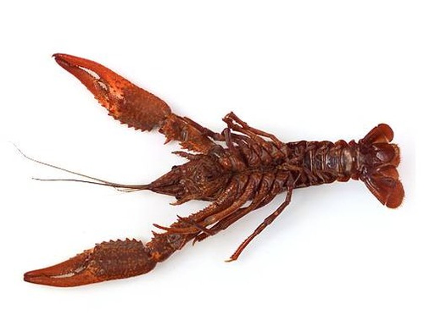 <p>crawdad</p>