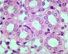 <p>One layer, cube shaped</p><p>Secretion and absorption</p>