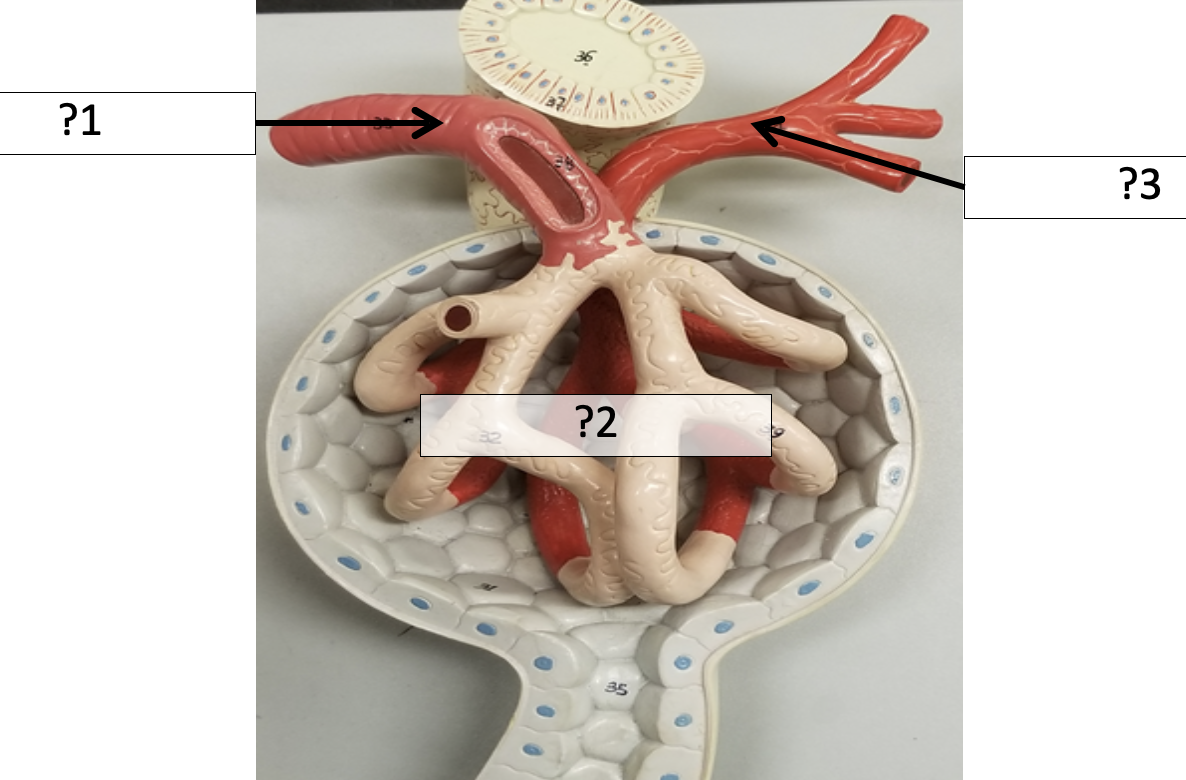 <p>3 Name the arteries?</p>