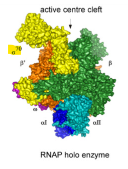 <p>what does the σ do in the holoenzyme </p>