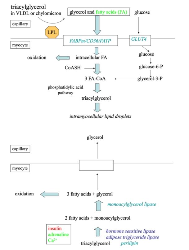<ul><li><p>During exercise, <strong>FFA oxidation</strong> is critical for energy.</p></li><li><p>Stimulated by:</p><ul><li><p><strong>Adrenaline</strong> (β-adrenergic)</p></li><li><p><strong>Calcium signaling</strong> (muscle contraction)</p></li></ul></li><li><p>Provides ATP for sustained muscle activity.</p></li></ul><p></p>