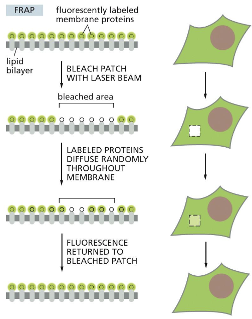 <p>GFP, photobleaching, neighbouring proteins</p>