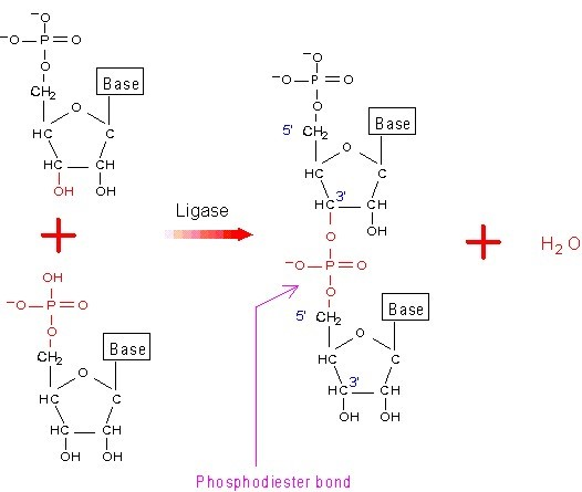 <p>3’-5’ phosphodiester bonds </p>