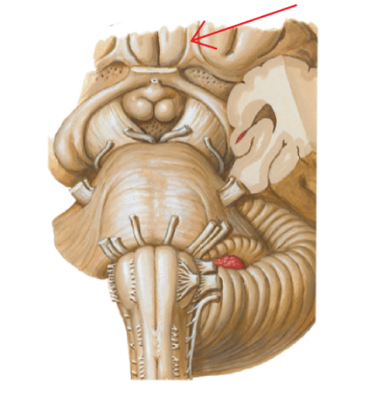 <p>Cranial nerve I</p>