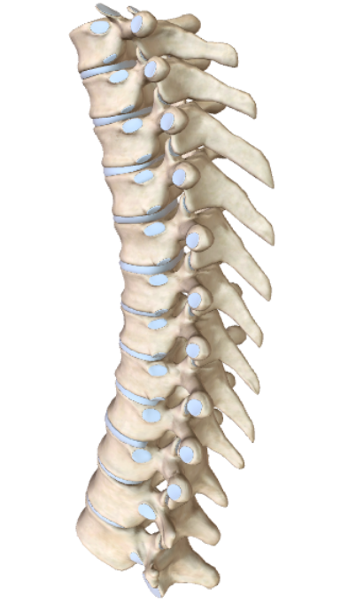 <p>What type of vertebrae are these? How do you know?</p>