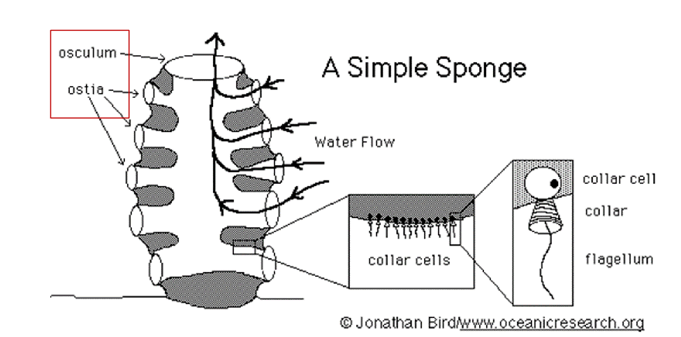 <p>a simple sponge</p>