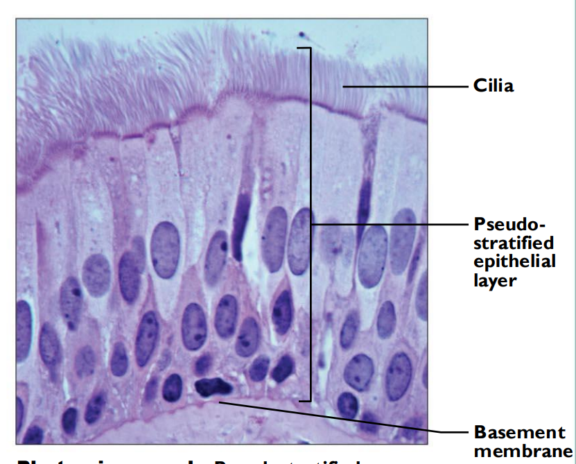 <ul><li><p>single layer </p></li><li><p>stratified/different height cells </p></li><li><p>nucleus at different levels </p></li></ul><p></p>