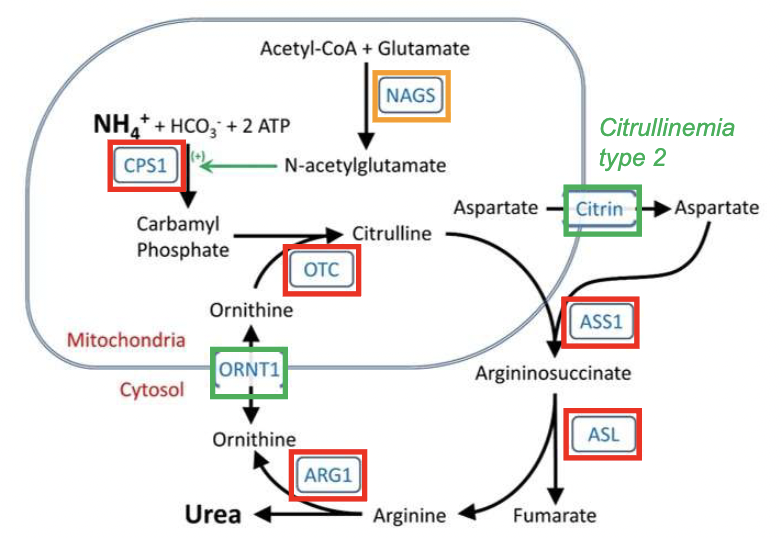 <p>Describe the urea cycle.</p>