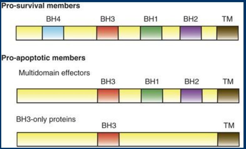 <p><strong>• BH3</strong> = BCL2 Homology</p><p>> Intrinsic apoptosis relies on a family of proteins that contain one to four<strong> BH </strong>domains </p><p>   -Classified based on number of BH3 domains (one, three, or four domains)</p><p>   -Classified as either pro- or anti-apoptotic</p>