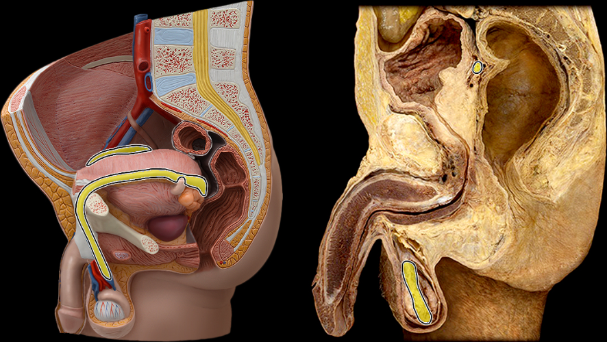 <p>What part of the male pelvis is this</p>