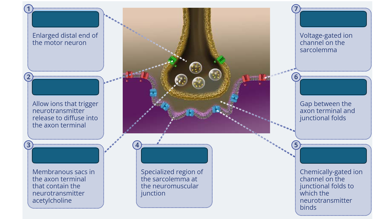 <p>synaptic cleft</p>