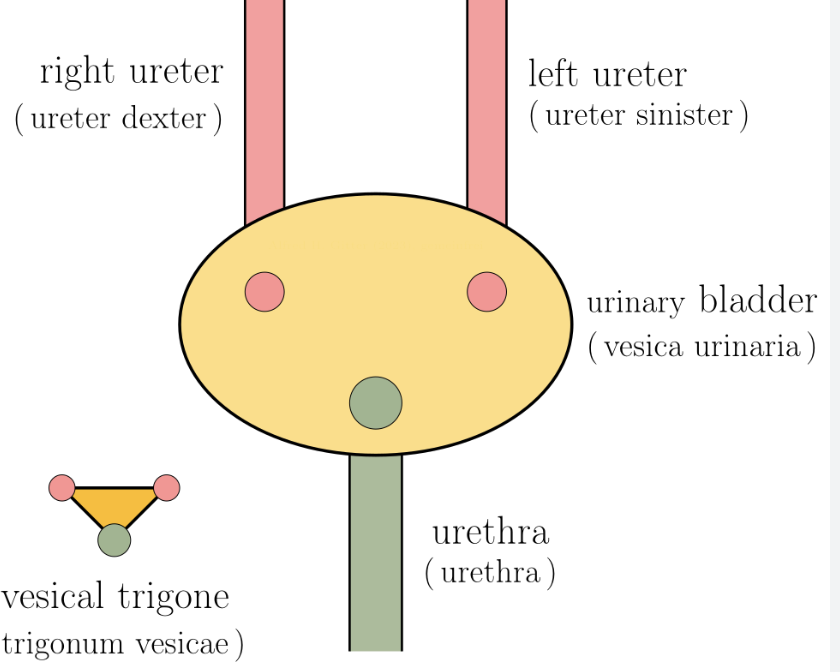 <p><span>smooth, triangular, and highly sensitive region at the base of the bladder, bounded by two ureteral orifices and the internal urethral meatus</span></p>