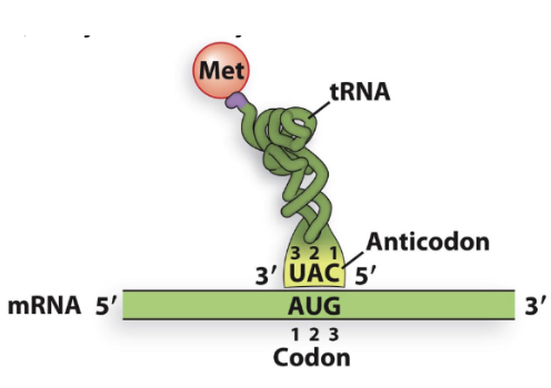 <p>Anticodon</p>