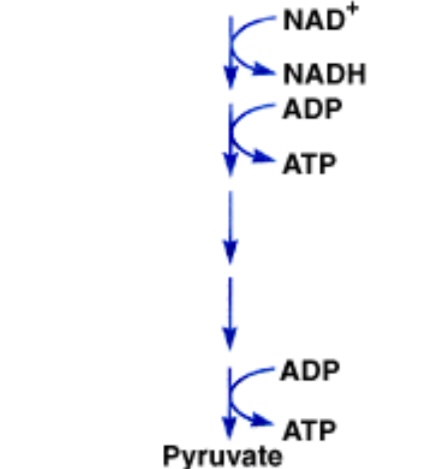 <p><strong><span>Fase di scissione e resa energetica della via di Entner-Dodoroff.</span></strong></p><p><strong><span> </span></strong></p>