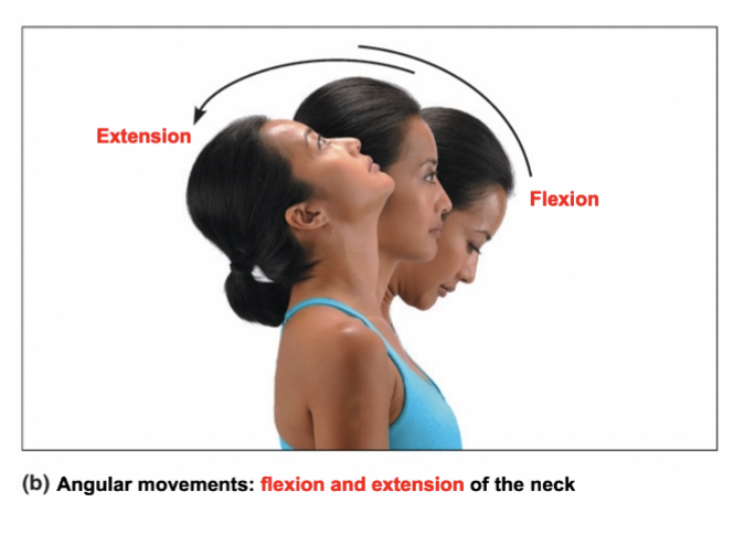 <p>Decreasing the angle between two bones; usually in the sagittal plane</p>