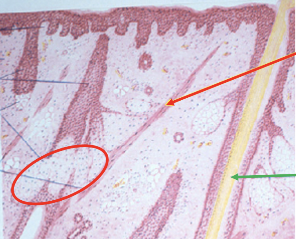 <p><span>Name the gland circled in red</span></p>