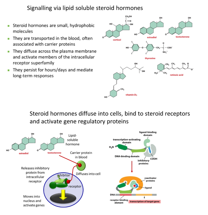 <ul><li><p><strong>small </strong>+ <strong>cheap</strong> to make (no N, P or S)</p></li><li><p><strong>hydrophobic</strong> = able to cross membranes independently</p></li><li><p>persistent, generalised, <strong>long-term</strong> responses</p></li></ul><p></p><ul><li><p>the steroid hormone detaches from its <strong>carrier protein </strong>in the blood, <strong>diffuses </strong>into the target cell and binds to an <strong>intracellular receptor</strong>, often <strong>displacing </strong>an <strong>inhibitor </strong>protein</p></li><li><p>this <strong>activates </strong>the receptor (no signal amplification), exposing a <strong>DNA-binding site</strong>, so it can move into the nucleus and <strong>activate genes</strong></p></li></ul><p></p>