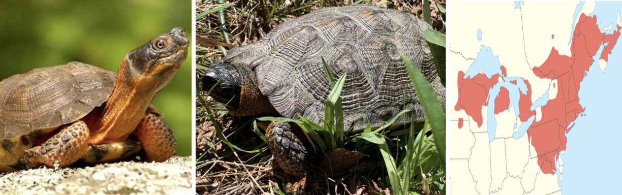 <ul><li><p><span style="background-color: transparent;"><strong>Habitat:</strong> </span><span>wooded habitats near moving water with gravel or sandy bottom</span></p></li><li><p><span style="background-color: transparent;"><strong>Diet:</strong> </span><span>flowers and fruit (berries) of herbaceous plants, slugs, fungi, snails, worms, slugs, carrion</span></p></li><li><p><span style="background-color: transparent;"><strong>Characteristics:</strong> semi-aquatic, relatively flat, </span><span>rough ridged brown carapace, vibrant orange/yellow/red on throat and underside of limbs</span></p></li></ul><p></p>