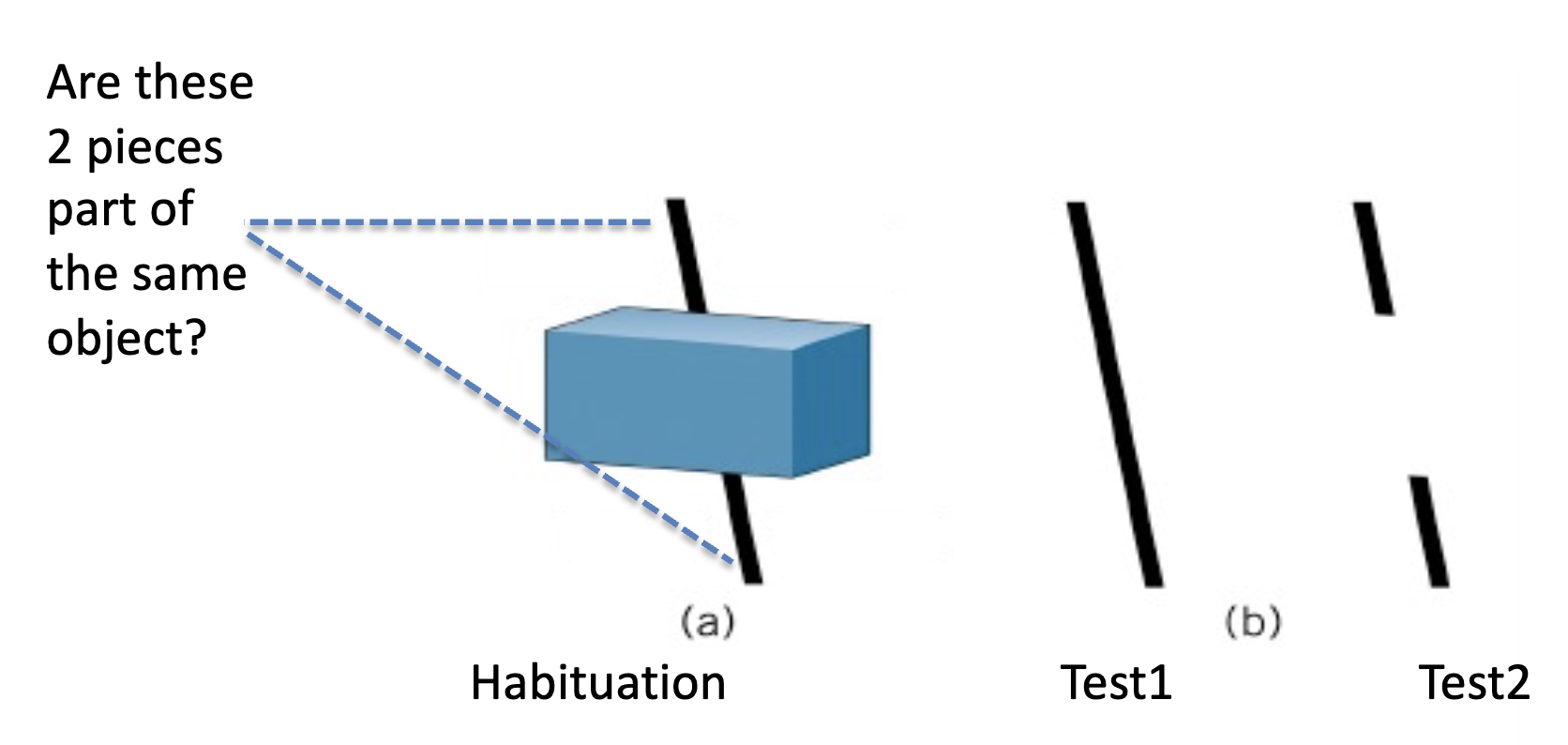 <ul><li><p>when stationary, 7 month olds looked longer at broken rod (showing it doesn’t make sense to them) while 4 month olds did not (not yet sensitive to continuity as a cue)</p></li><li><p>BUT when rod is in motion, 4 month olds preferred to look at broken rod</p><ul><li><p> used continuity as a cue as long as motion was present</p></li><li><p>CONCLUSION: MOTION is an important cue to object boundaries early in development</p></li></ul></li></ul><p></p>