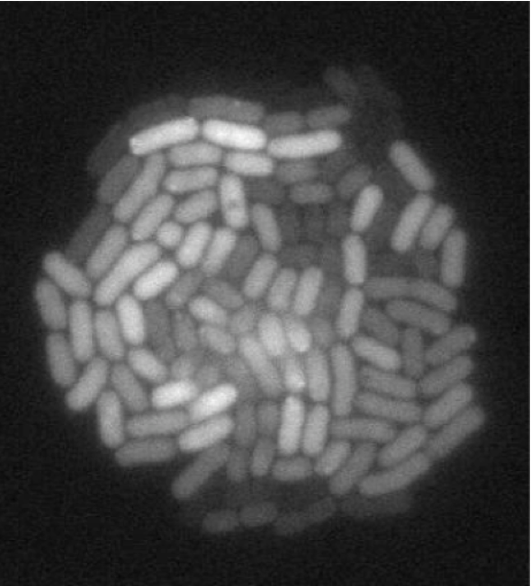 <ul><li><p>Growth on <u>methanol</u> (Single-carbon source environment)</p></li><li><p style="text-align: left;"><strong>Increase in fluorescence = increase in expression of methanol dehydrogenase</strong> (fused with reporter gene for MxaF-GFP)</p></li></ul><p>→ <strong><em><u>NOT ALL CELLS hv same fluorescence intensities = </u></em></strong><span style="color: red;"><strong><em><u>not all use methanol</u> </em></strong></span><span style="color: rgb(0, 0, 0);"><strong><em>- reflecting variation in growth rates of single cells</em></strong></span></p>